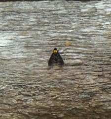 Chrysopilus thoracicus