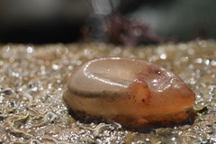 Orange-Tipped Sea Squirt photo 3