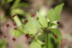 Thaspium trifoliatum trifoliatum