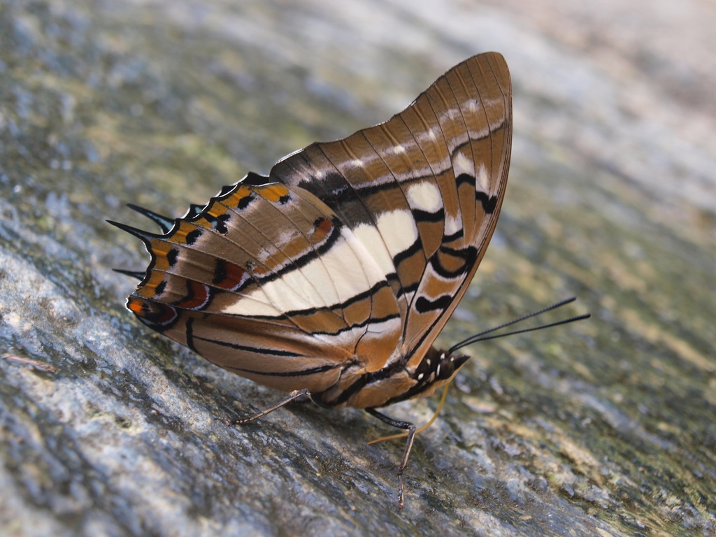 Polyura jupiter