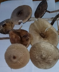 Macrolepiota gracilenta