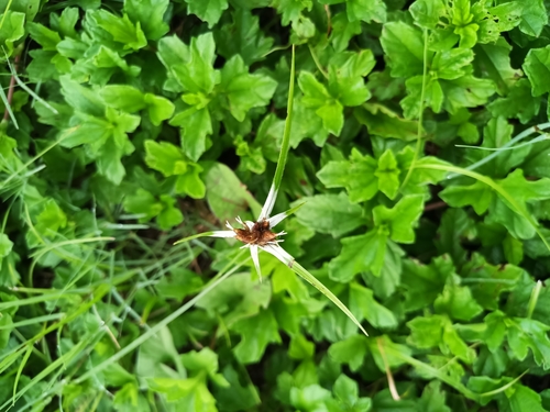 Rhynchospora pura, photograph 6