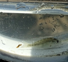 Leiostomus xanthurus