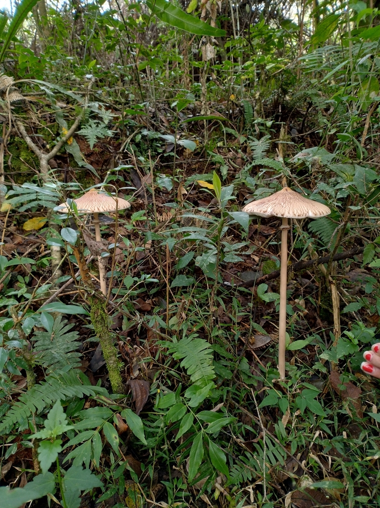 Macrolepiota capelariae · April 2024 · photo: © lelacappelli (iNaturalist, cc0)