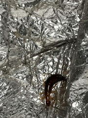 Forficula senegalensis