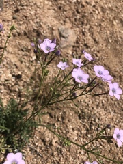 Gilia flavocincta