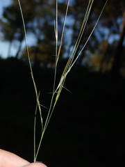 Stipa juncea