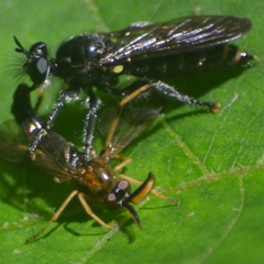 Laphria canis