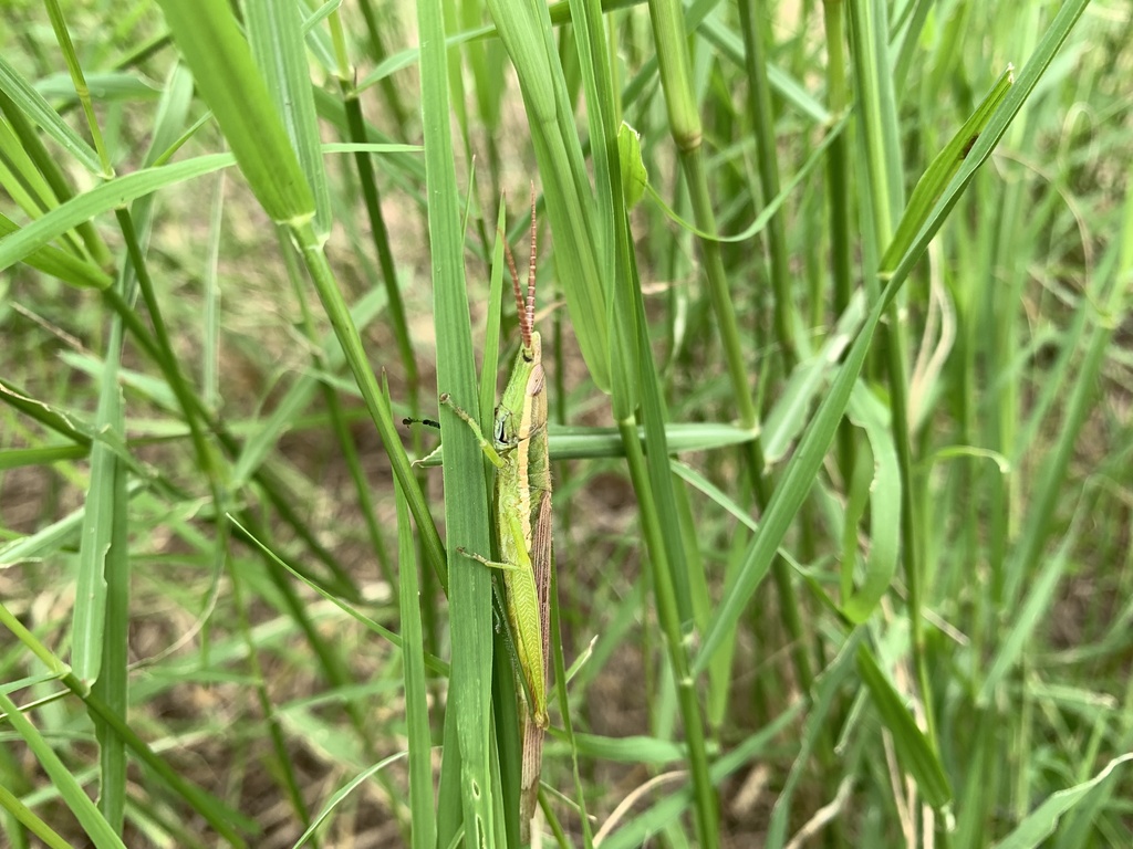 Leptysmina pallida