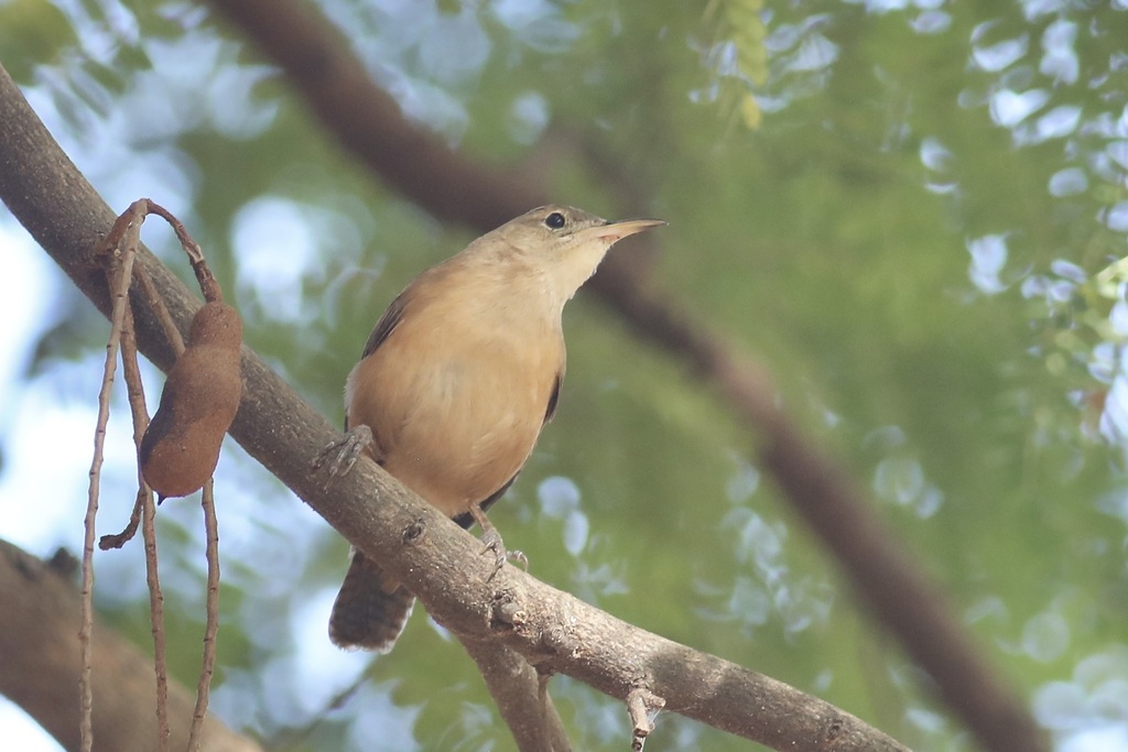 Grenada Wren photo