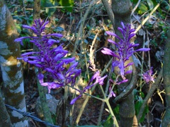 Odontonema callistachyum