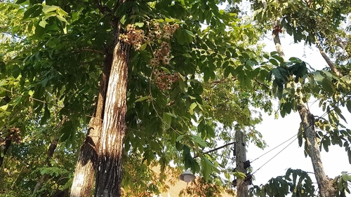 Lagerstroemia loudonii observed 2024-04-27