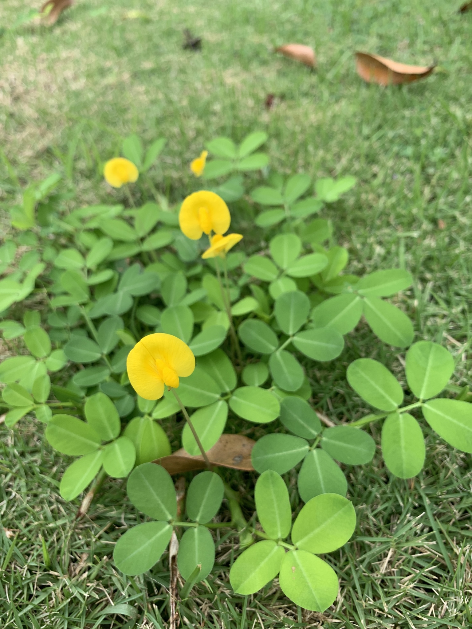 Imagem de Amendoim-forrageiro