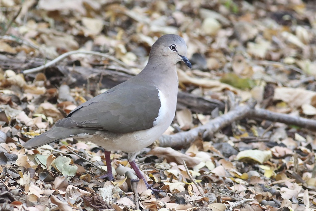 Grenada Dove photo