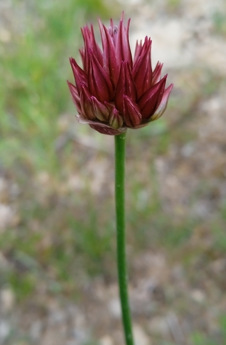 Allium inconspicuum (Allium inconspicuum)