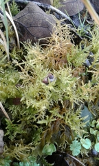Thuidium peruvianum