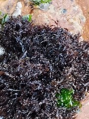 Gelidium pristoides