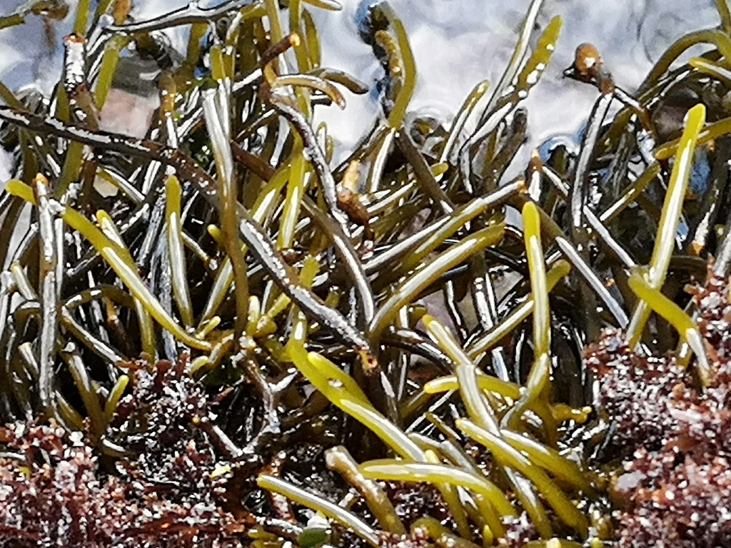 Hanging Wrack