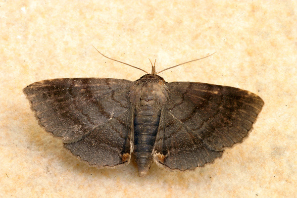 Mecodina agrestis