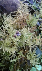 Thuidium peruvianum