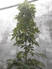 Talisia esculenta