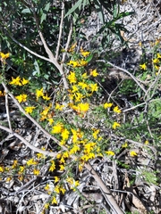 Genista triacanthos