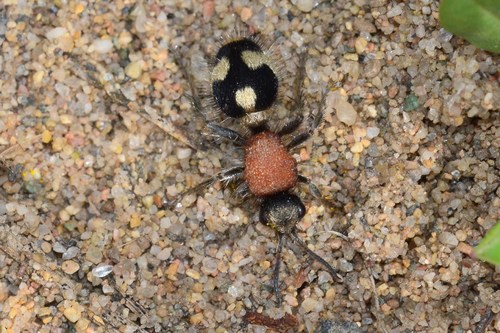 Dasylabris maura