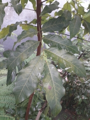Talisia esculenta
