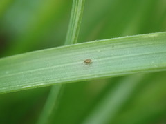 Sminthurinus henshawi