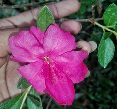 Rhododendron simsii