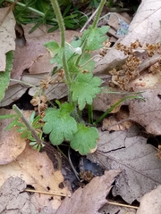 Saxifraga carpetana image