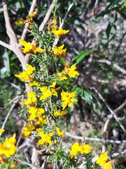 Genista triacanthos