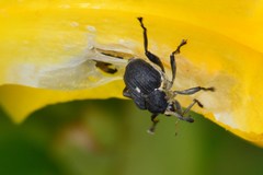 Mononychus punctumalbum