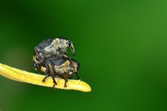 Mononychus punctumalbum