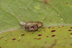 Platycorypha nigrivirga