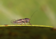 Platycorypha nigrivirga