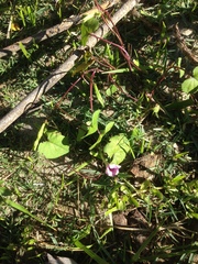 Ipomoea muricata