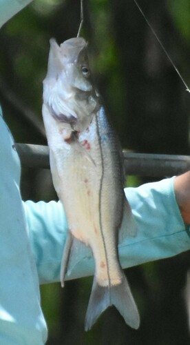 Armed snook (Centropomus armatus) — Centropomidae