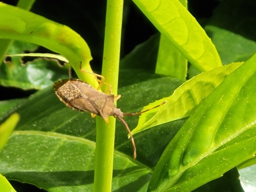 Box bug