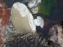 Cinysca dunkeri