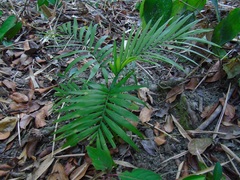 Chamaedorea cataractarum