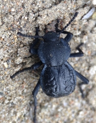 Microschatia inaequalis