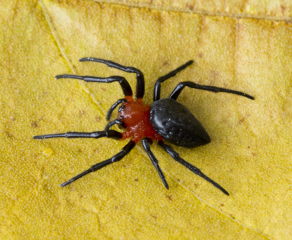 orb weavers