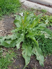 Rumex crispus