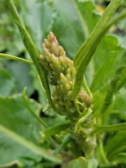 Rumex crispus