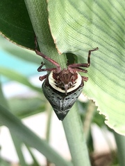 Copidocephala guttata