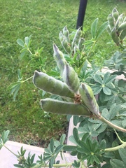Lupinus mutabilis