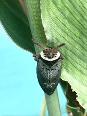 Copidocephala guttata