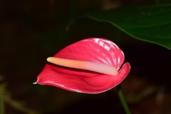 Anthurium andraeanum