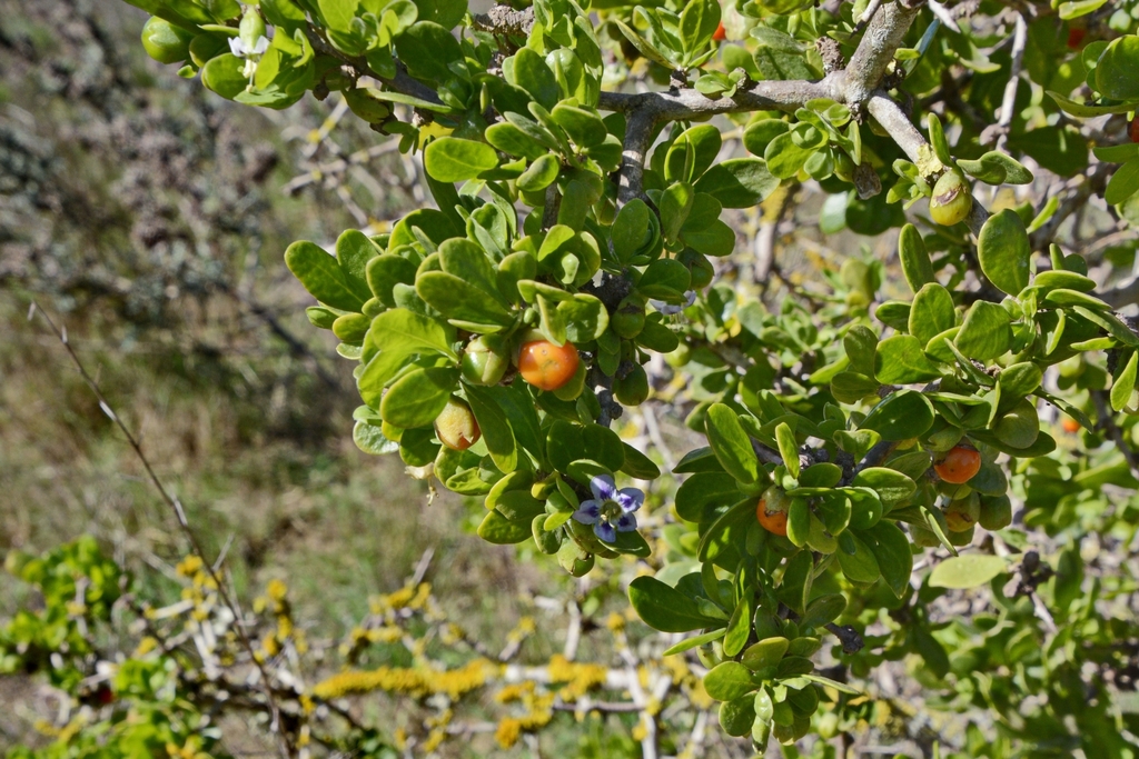 African boxthorn from Saldanha Rd, Weskus Mall, Vredenburg, 7380, South ...